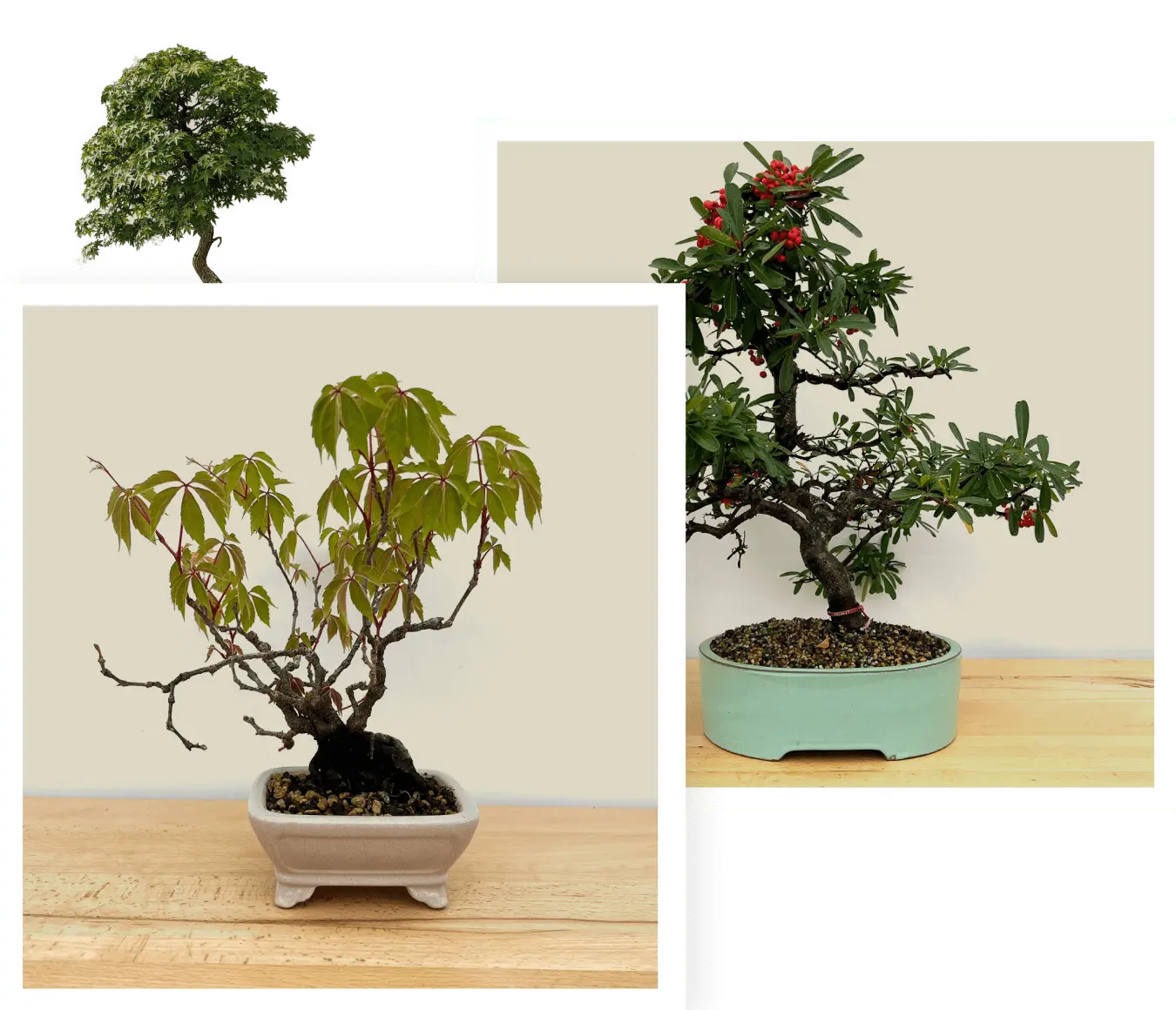 bonsai